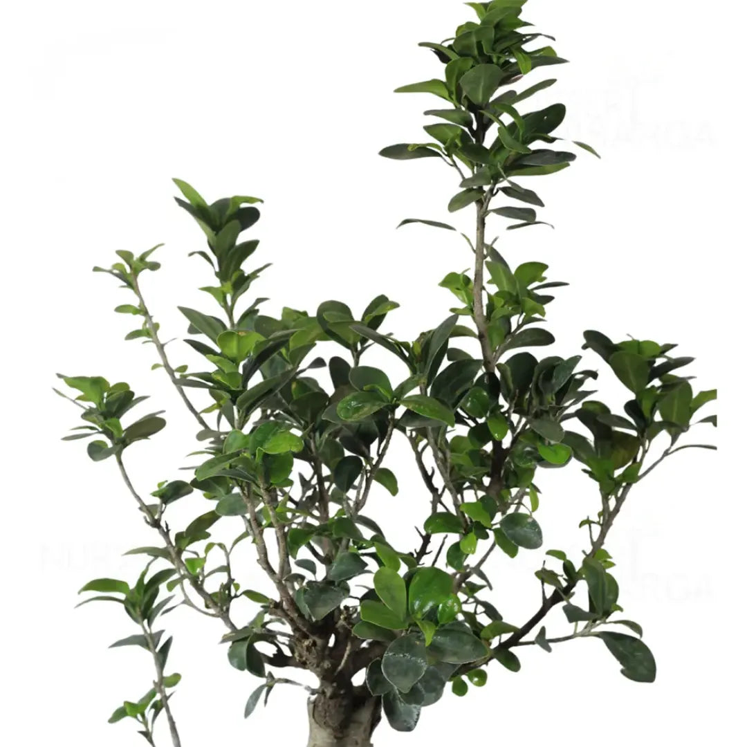 Buy Ficus S- Shape "Bonsai" - Plant Online at Lalitenterprise