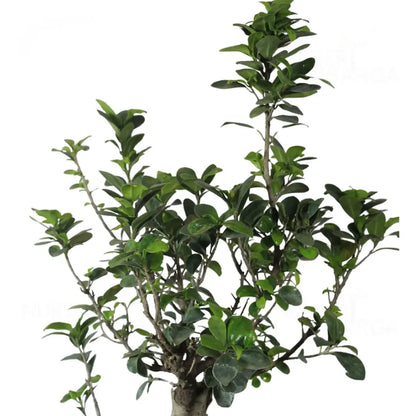 Buy Ficus S- Shape "Bonsai" - Plant Online at Lalitenterprise
