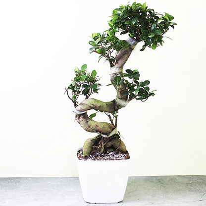 Buy Ficus S- Shape "Bonsai" - Plant Online at Lalitenterprise