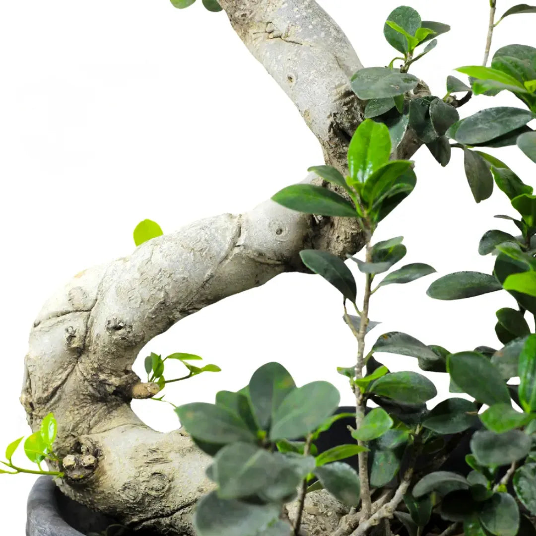 Buy Ficus S- Shape "Bonsai" - Plant Online at Lalitenterprise