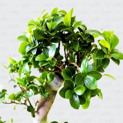 bonsai tree sticky leaves Ficus S- Shape "Bonsai"