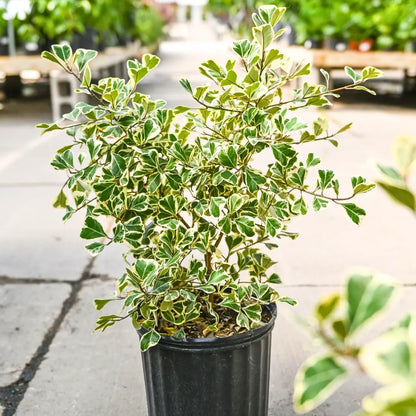 Buy Ficus Triangularis Variegata (Ficus Triangle) – Plant Online at Lalitenterprise