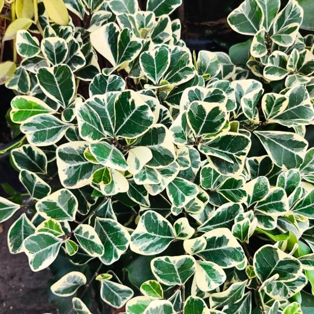 Buy Ficus Triangle – Plant Online at Lalitenterprise