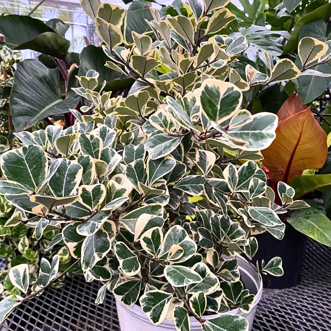 Buy Ficus Triangularis Variegata (Ficus Triangle) – Plant Online at Lalitenterprise