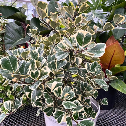 Buy Ficus Triangularis Variegata (Ficus Triangle) – Plant Online at Lalitenterprise