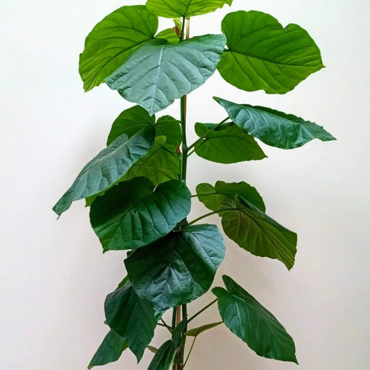 Buy Ficus Umbellata Large leaf - Plant Online at Lalitenterprise