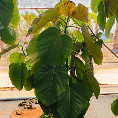 Buy Ficus Umbellata Large leaf - Plant Online at Lalitenterprise