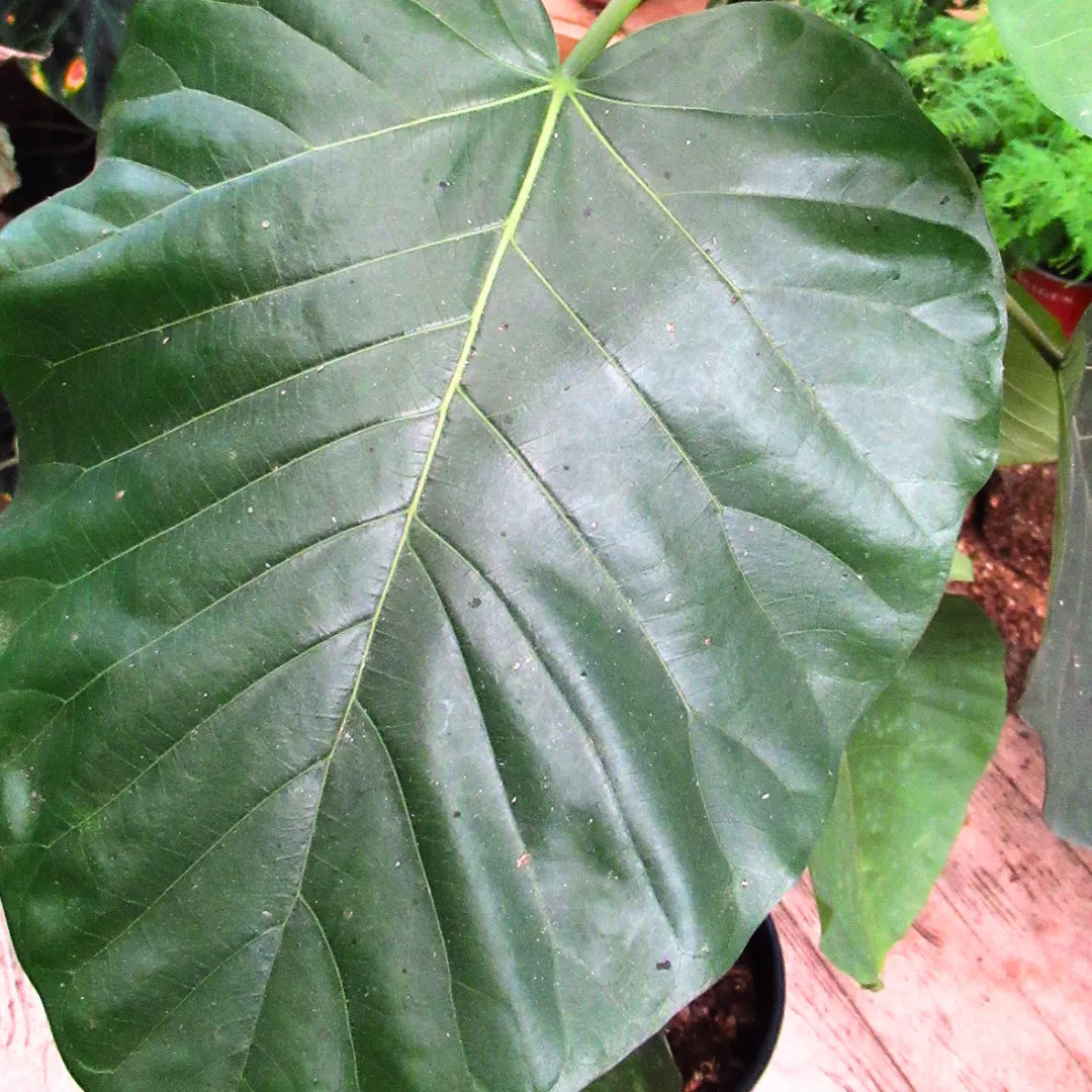 Buy Ficus Umbellata Large leaf - Plant Online at Lalitenterprise