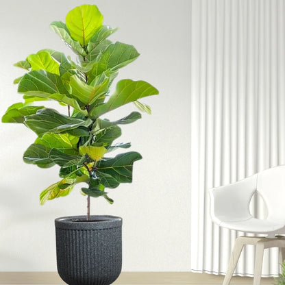 Buy Fiddle Leaf Fig "Ficus Lyrata" - Plant Online at Lalitenterprise