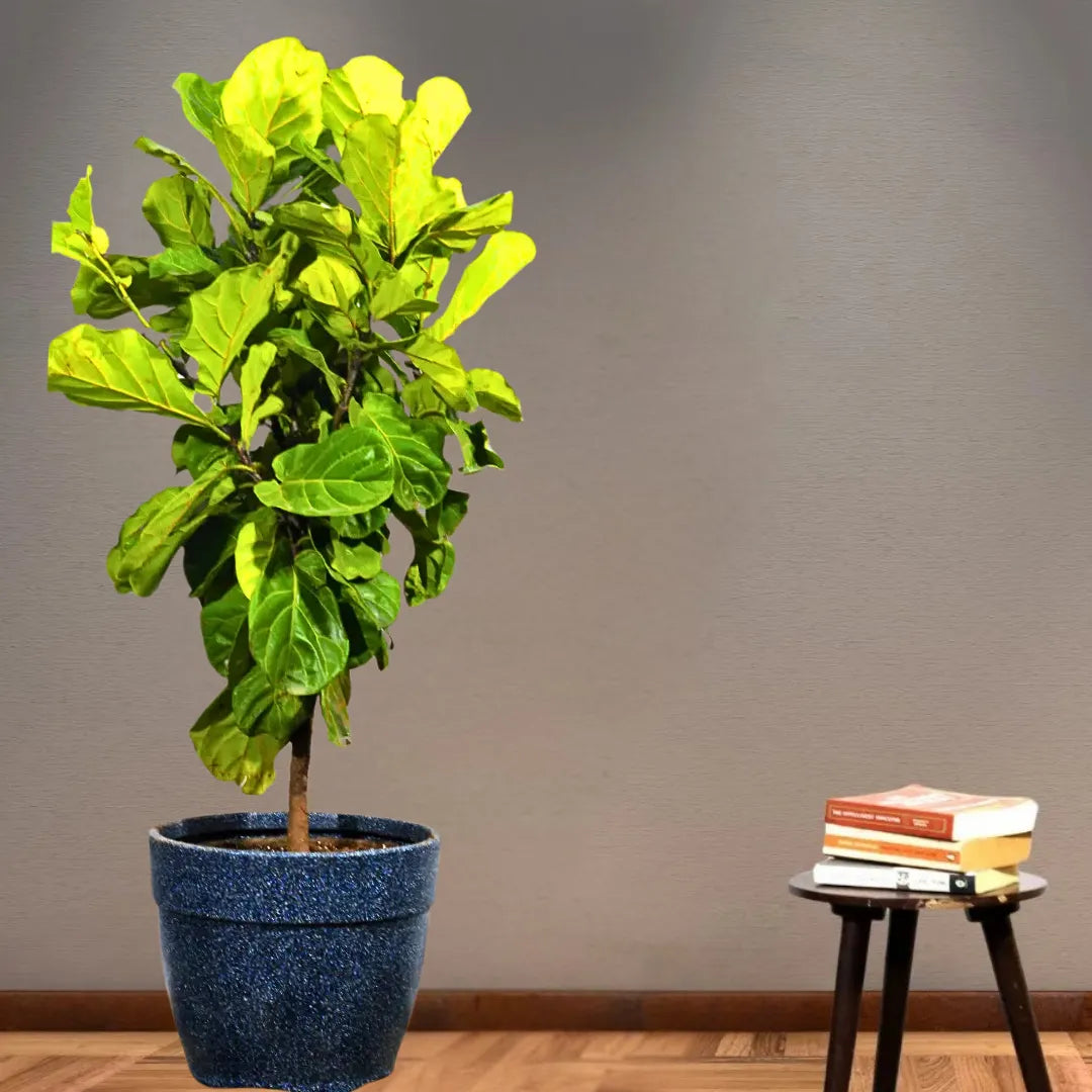 Buy Ficus Lyrata - Plant Online at Lalitenterprise