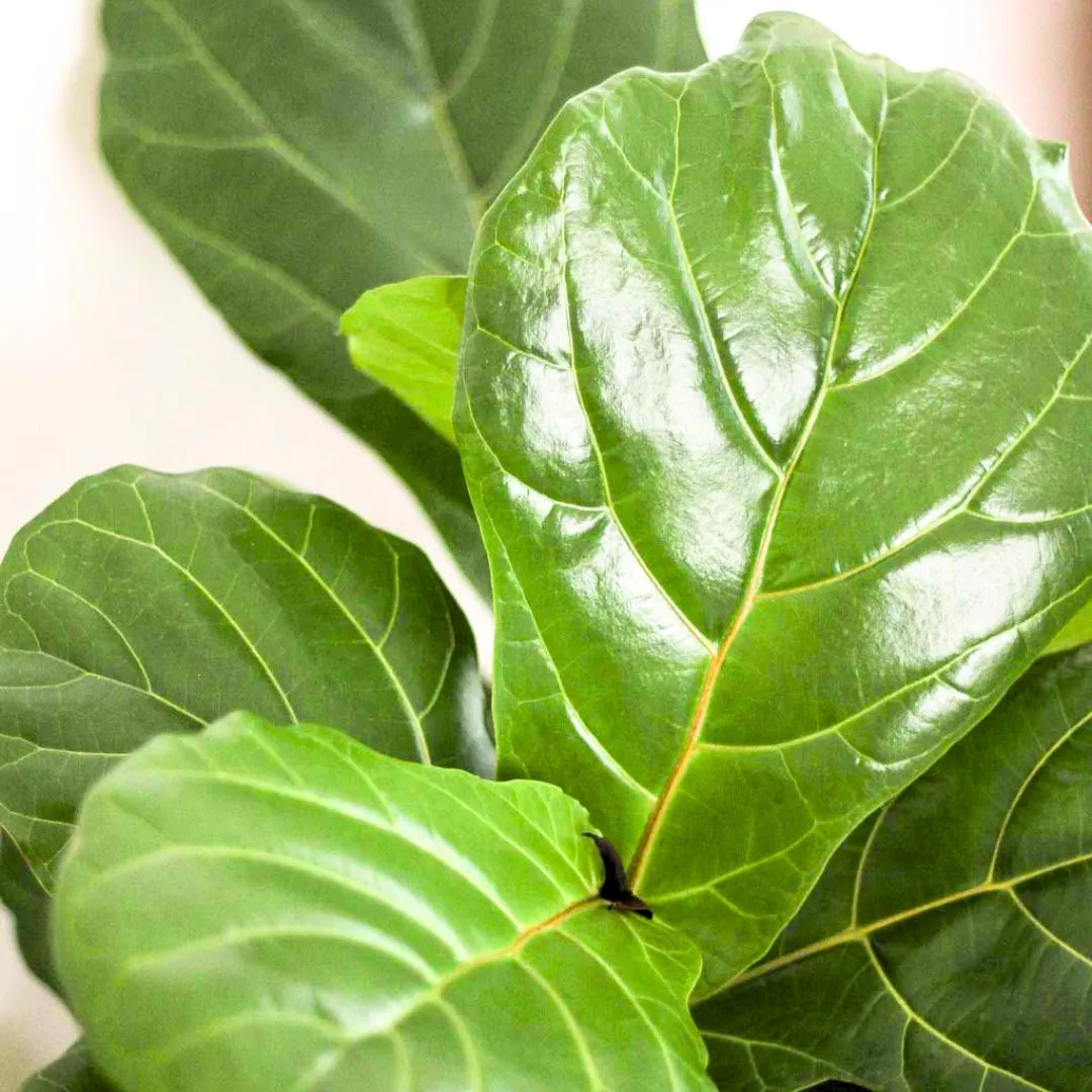 Buy Fiddle Leaf Fig - Plant Online at Lalitenterprise