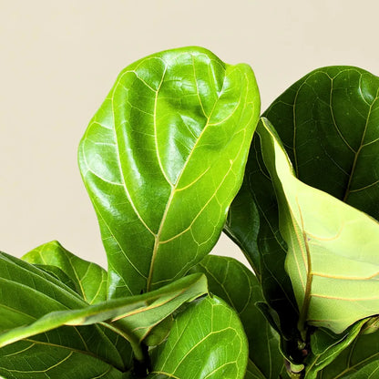 Buy Ficus Lyrata - Plant Online at Lalitenterprise