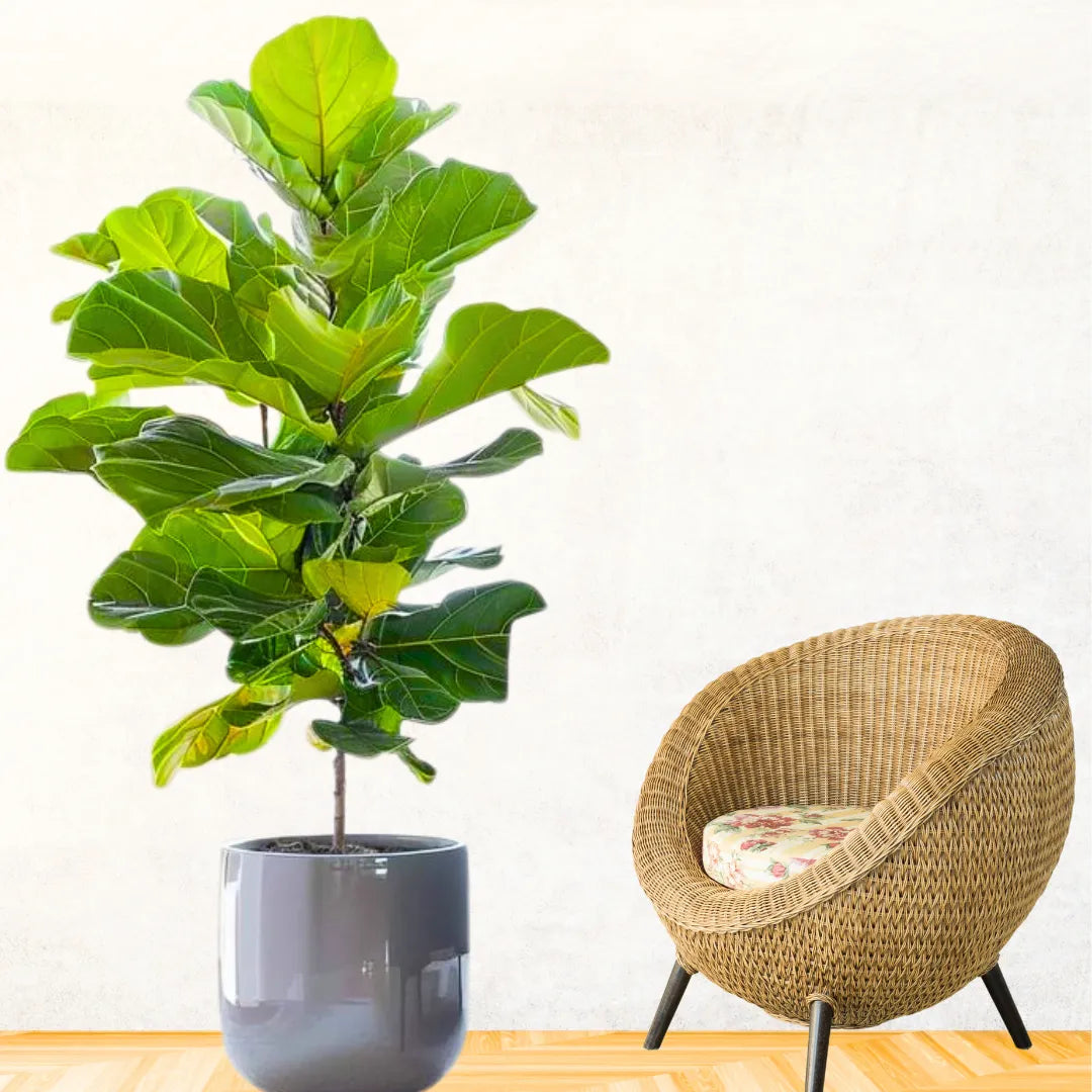 Buy Fiddle Leaf Fig "Ficus Lyrata" - Plant Online at Lalitenterprise