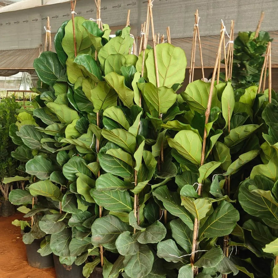 Buy Fiddle Leaf Fig "Ficus Lyrata" - Plant Online at Lalitenterprise