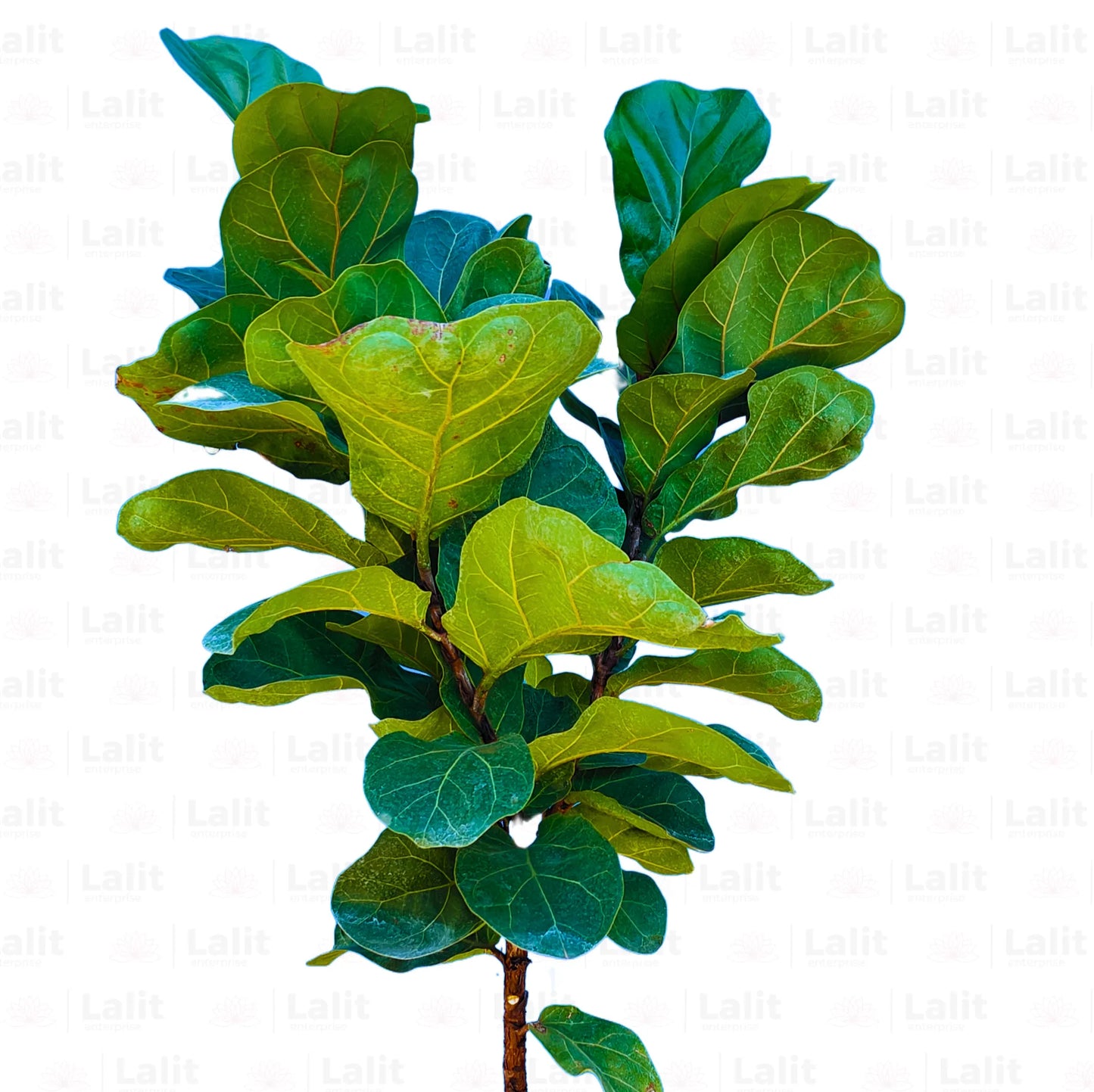 Buy Ficus Lyrata Dwarf - Plant Online at Lalitenterprise