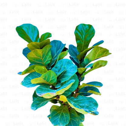 Buy Ficus Lyrata Dwarf - Plant Online at Lalitenterprise