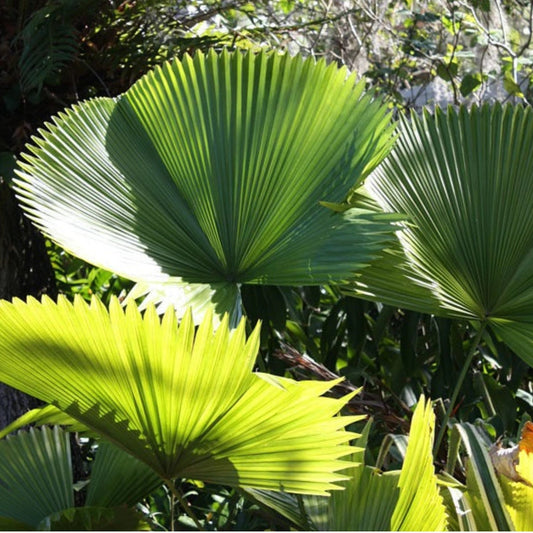 Buy Fiji Fan Palm (Pritchardia Pacifica) - Plant Online at Lalitenterprise