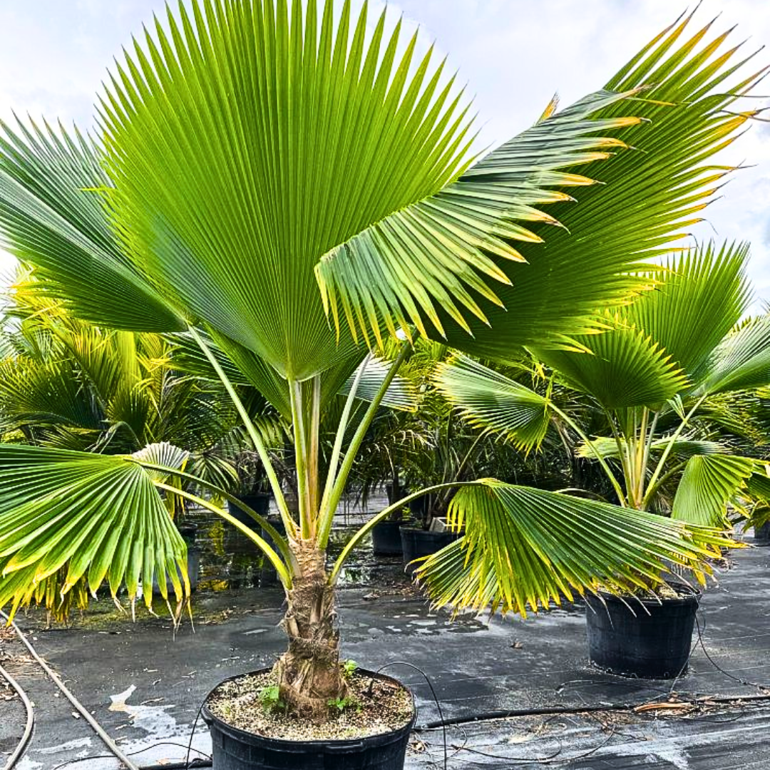 Buy Fiji Fan Palm (Pritchardia Pacifica) - Plant Online at Lalitenterprise