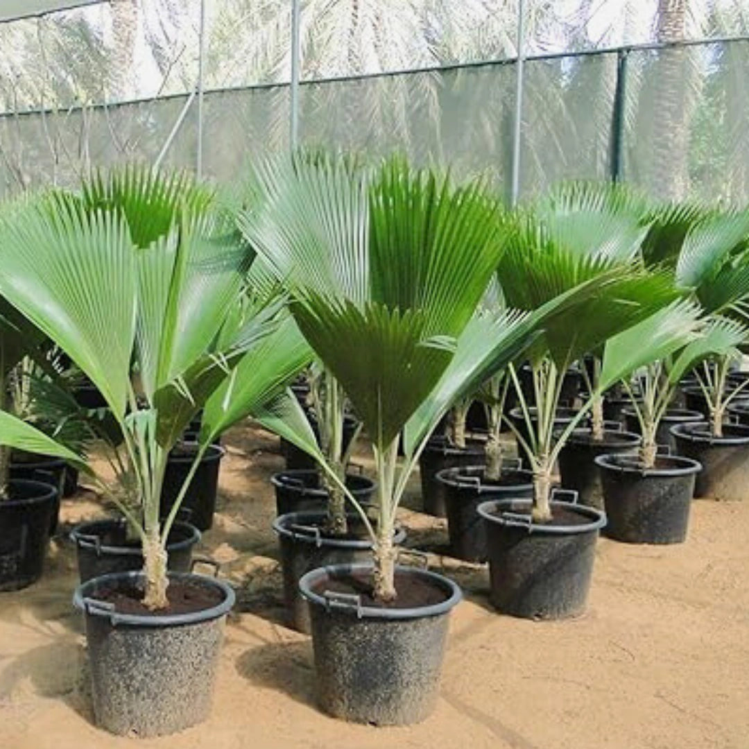 Buy Fiji Fan Palm (Pritchardia Pacifica) - Plant Online at Lalitenterprise