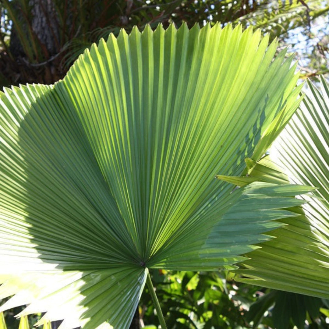 Buy Fiji Fan Palm (Pritchardia Pacifica) - Plant Online at Lalitenterprise