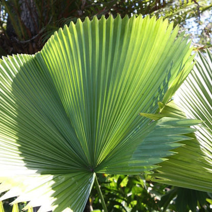 Buy Fiji Fan Palm (Pritchardia Pacifica) - Plant Online at Lalitenterprise