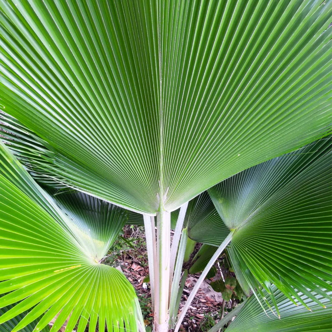 Buy Fiji Fan Palm (Pritchardia Pacifica) - Plant Online at Lalitenterprise