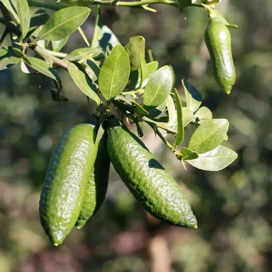 Buy Finger Lemon (Citrus Australasica) - Plant Online at Lalitenterprise