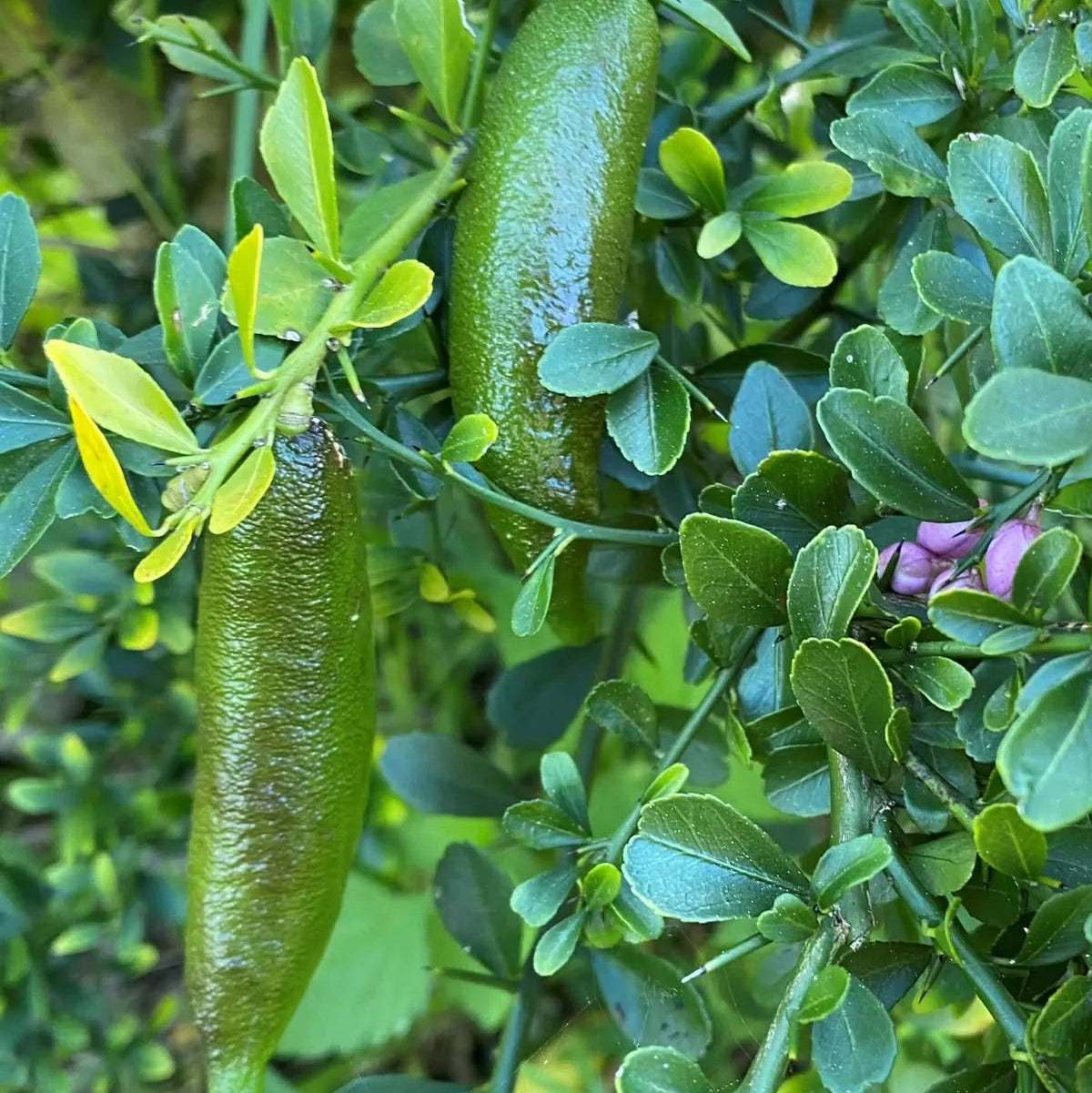 Buy Finger Lemon (Citrus Australasica) - Plant Online at Lalitenterprise
