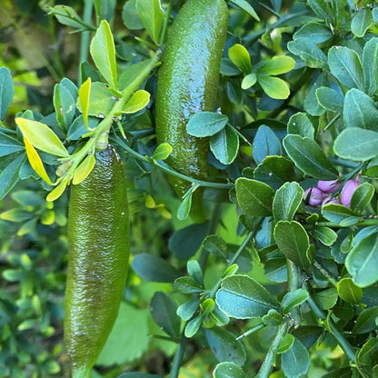 Buy Finger Lemon (Citrus Australasica) - Plant Online at Lalitenterprise