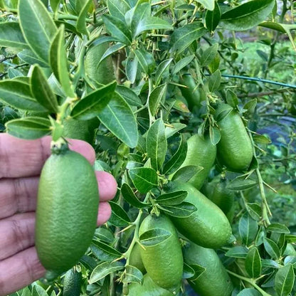Buy Finger Lemon (Citrus Australasica) - Plant Online at Lalitenterprise