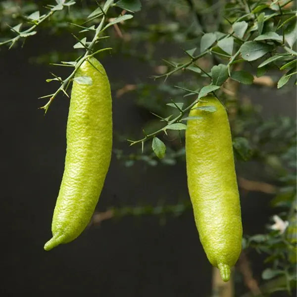 Buy Finger Lemon (Citrus Australasica) - Plant Online at Lalitenterprise