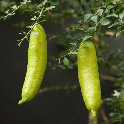 Buy Finger Lemon (Citrus Australasica) - Plant Online at Lalitenterprise