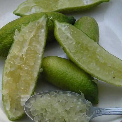 Buy Finger Lemon (Citrus Australasica) - Plant Online at Lalitenterprise