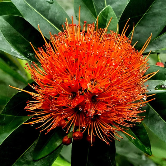 Buy First Love Red Penda - Plant Online at Lalitenterprise