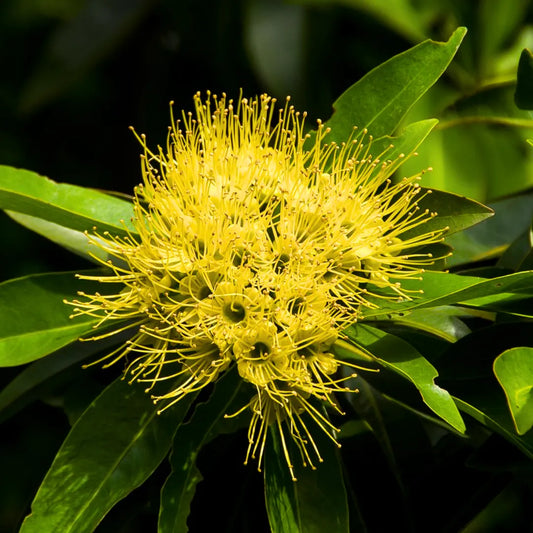 Buy First Love (Xanthostemon Chrysanthus) Yellow Penda - Plant Online at Lalitenterprise