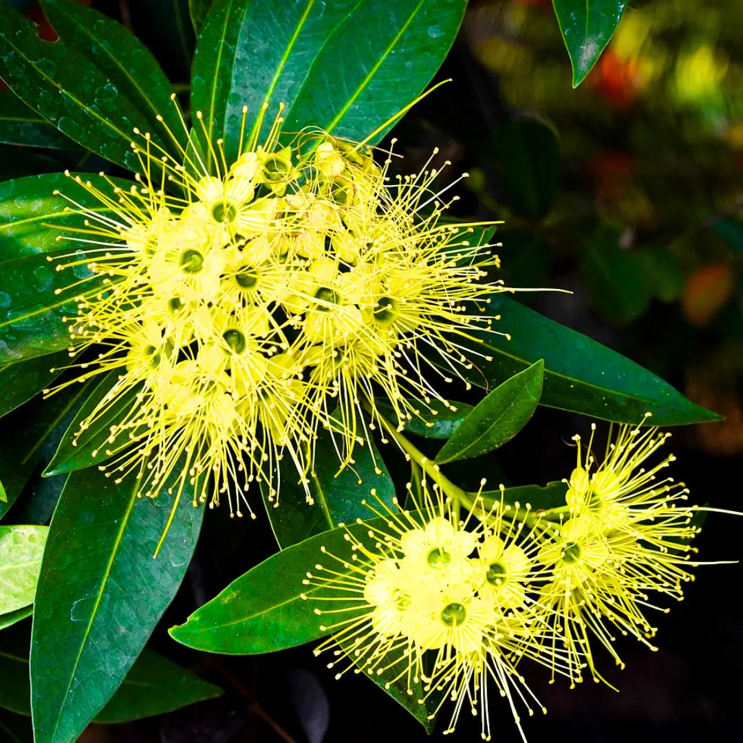 Buy Xanthostemon Chrysanthus, Yellow Penda - Plant Online at Lalitenterprise