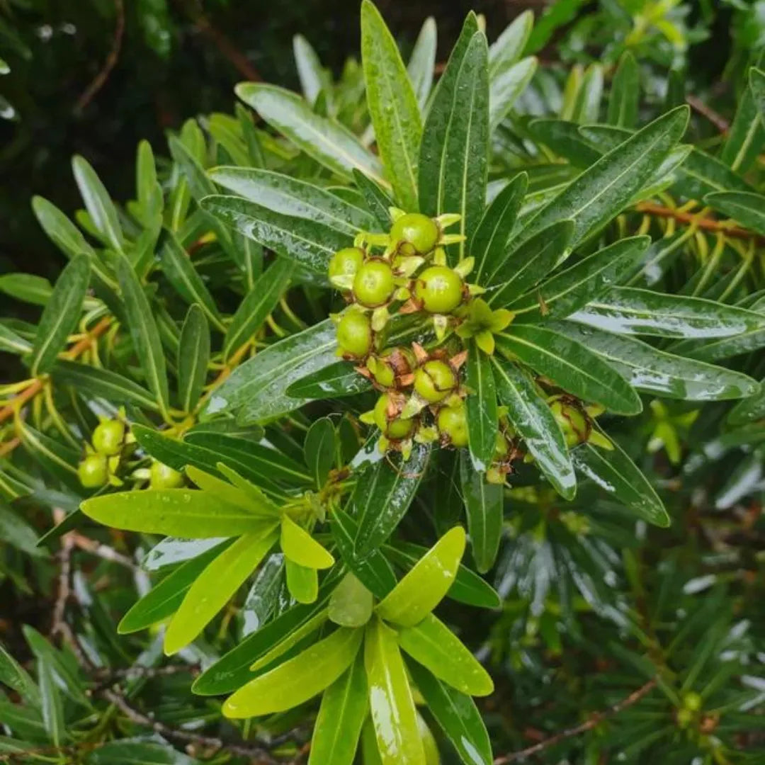 Buy First Love Yellow Penda - Plant Online at Lalitenterprise