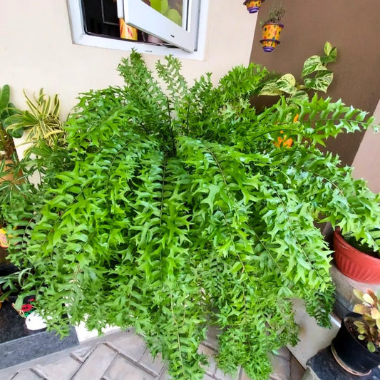 Buy Fish Tail Fern (Nephrolepis Biserrata) - Plant Online at Lalitenterprise