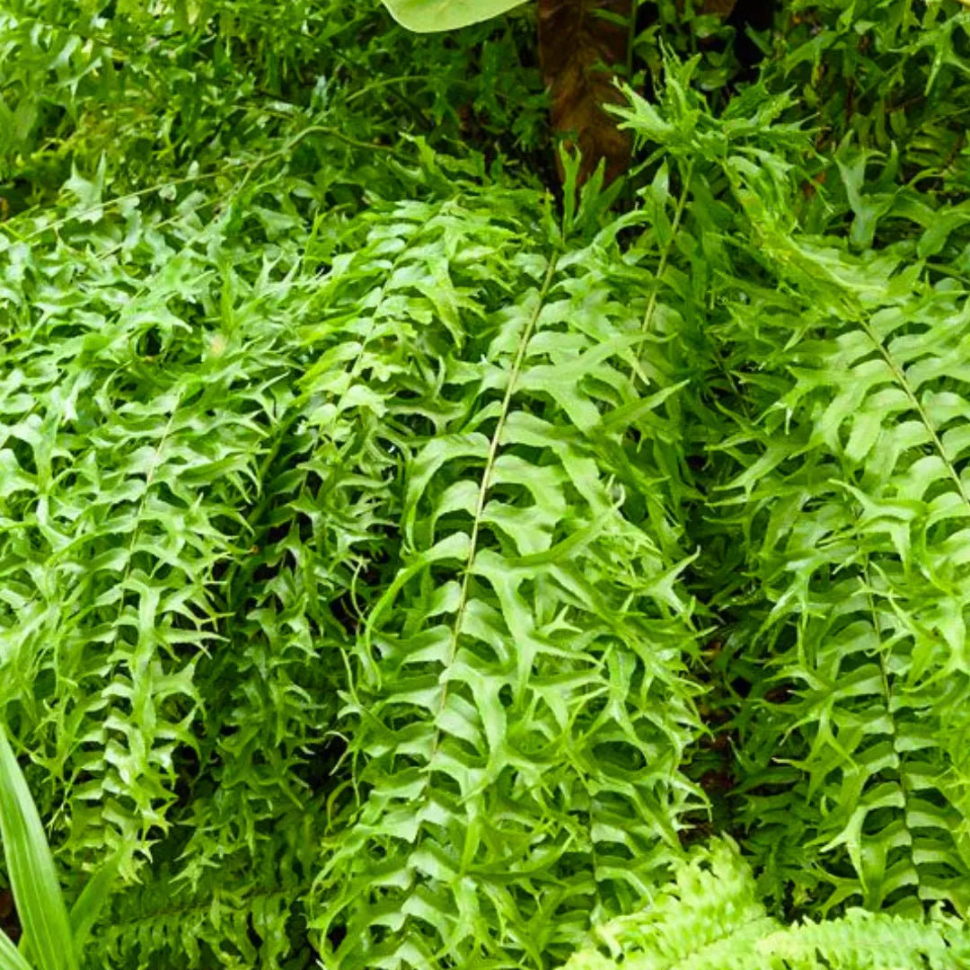 Buy Nephrolepis Biserrata - Plant Online at Lalitenterprise