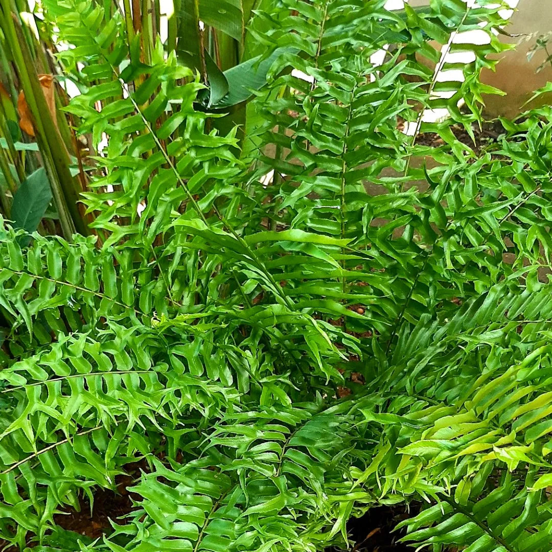 Buy Fish Tail Fern - Plant Online at Lalitenterprise