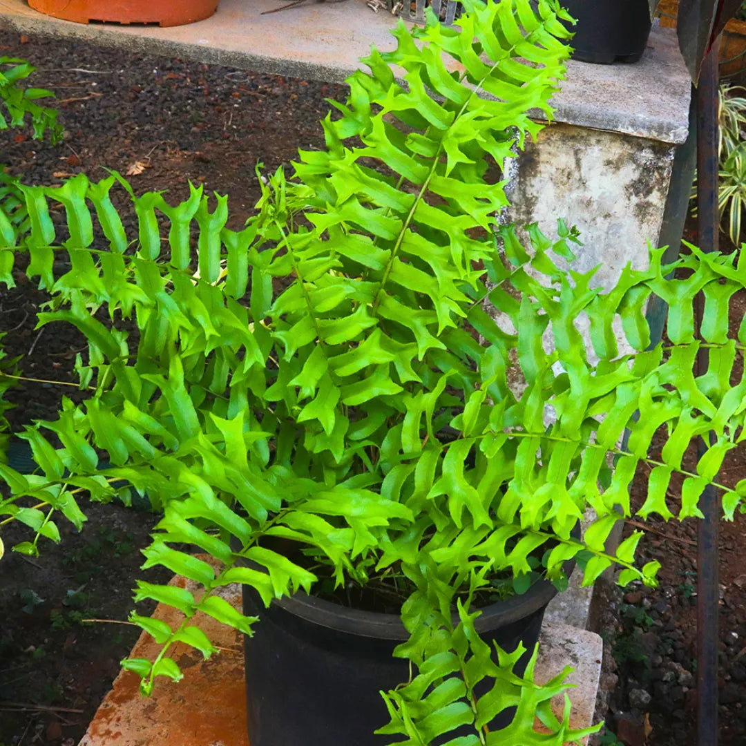 Buy Fish Tail Fern (Nephrolepis Biserrata) - Plant Online at Lalitenterprise