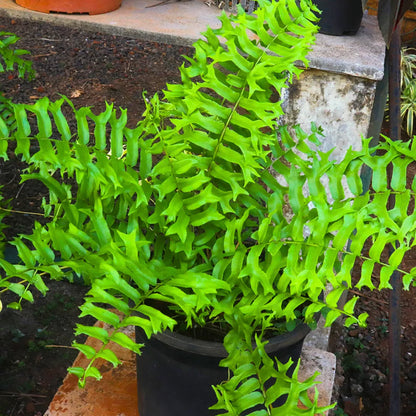 Buy Fish Tail Fern (Nephrolepis Biserrata) - Plant Online at Lalitenterprise