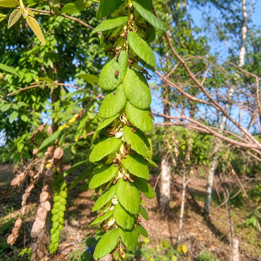Buy Flemingia Macrophylla Plant Online at Lalitenterprise