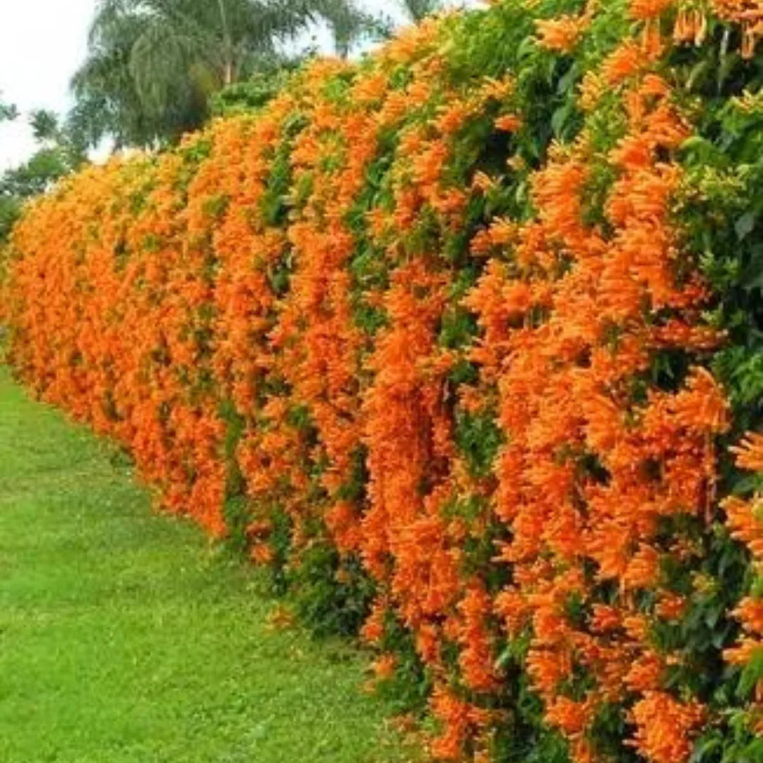 planting creepers Flowering vines