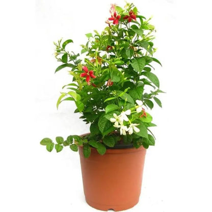 Buy Flowering Vines | Bushy Creeper Plants Online at Lalitenterprise