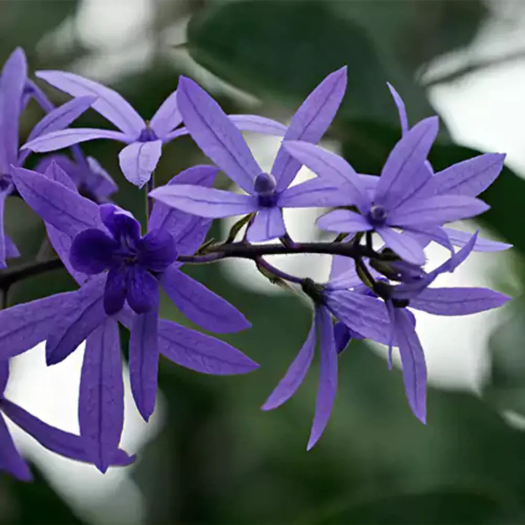 Buy Flowering Vines | Bushy Creeper Plants Online at Lalitenterprise