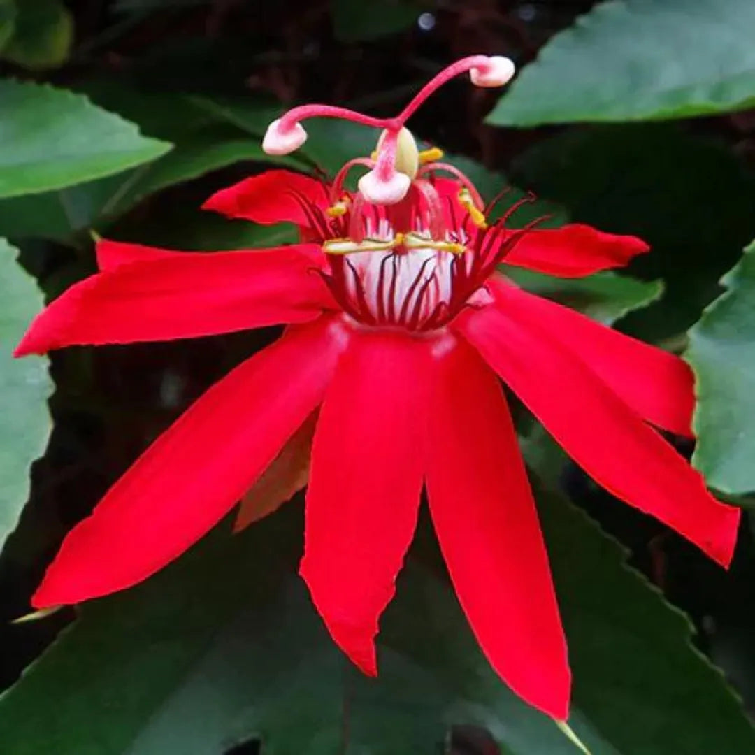 Buy Flowering Vines | Bushy Creeper Plants Online at Lalitenterprise