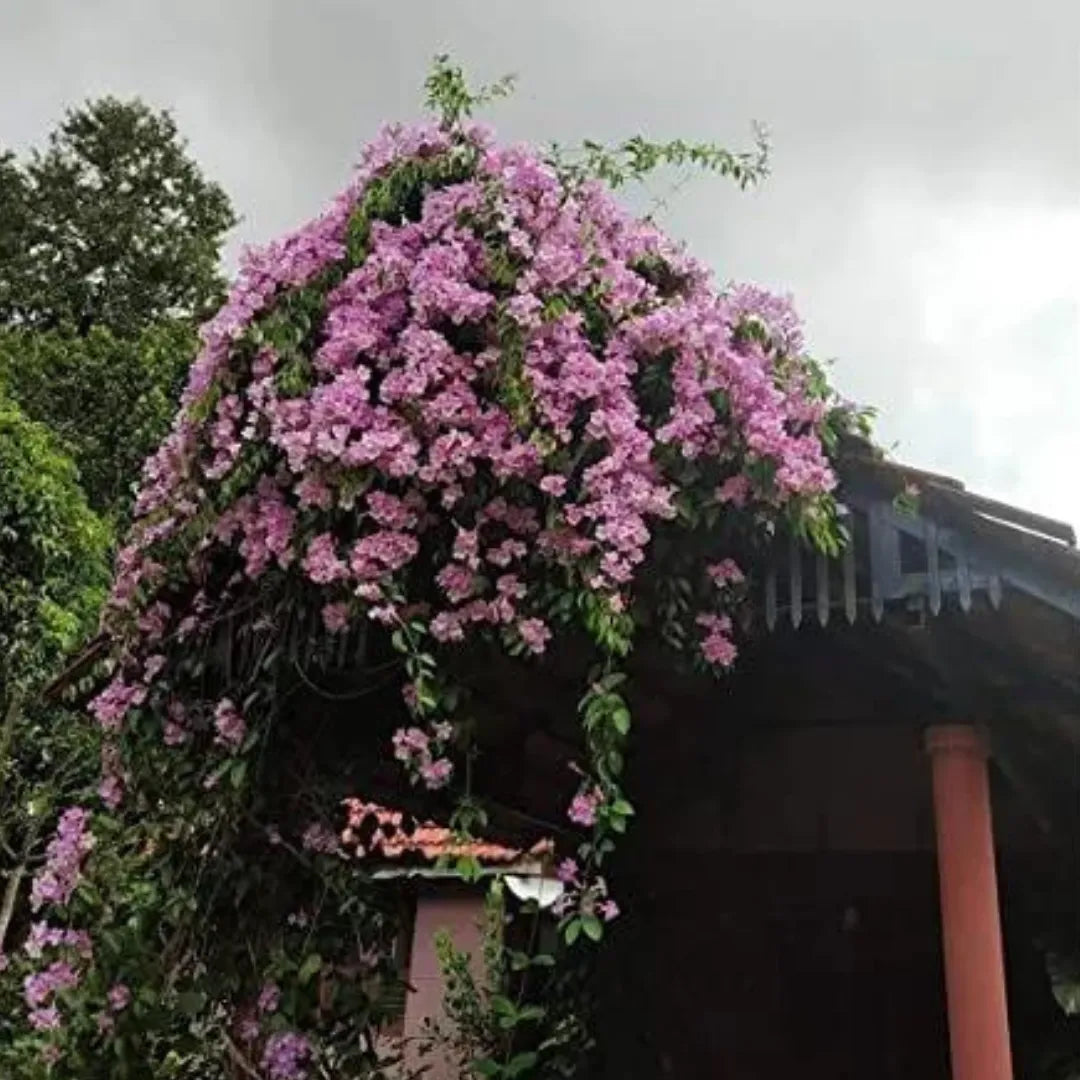 Buy Flowering Vines | Bushy Creeper Plants Online at Lalitenterprise