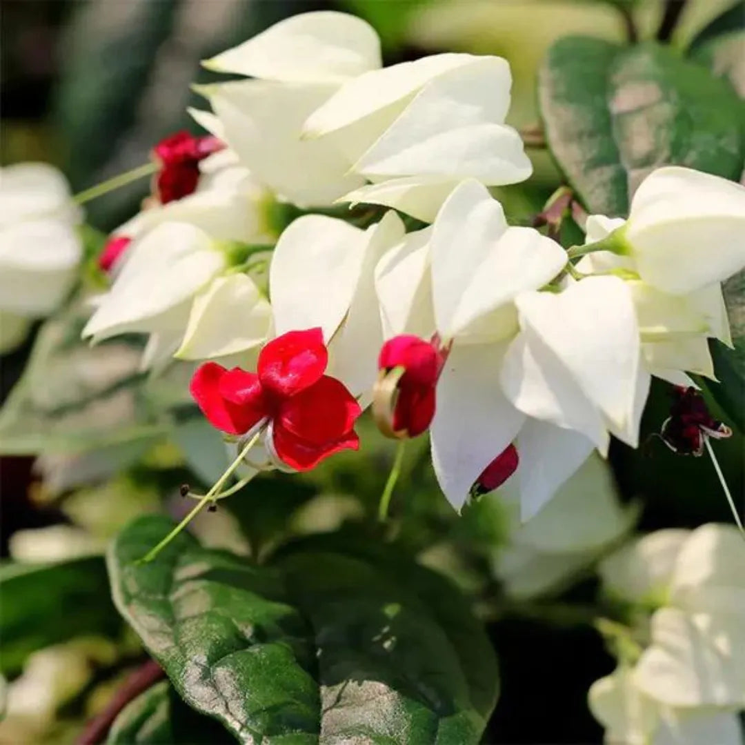 Flowering vines