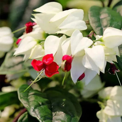 Buy Flowering Vines | Bushy Creeper Plants Online at Lalitenterprise